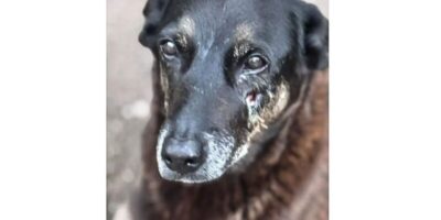 Caso Orelha: polícia pede internação de adolescente envolvido no crime