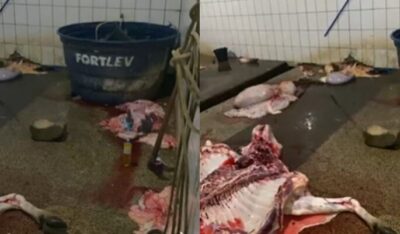 Justiça manda interditar matadouro de Nova Iorque após imagens de carne no chão
