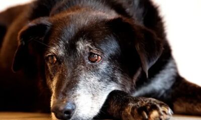 Rio ganha Núcleo de Proteção e Defesa dos Animais