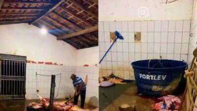 Justiça interdita matadouro público em Nova Iorque por irregularidades sanitárias