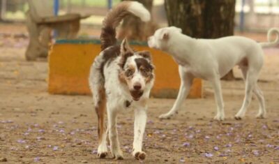 Exposição a multidões no carnaval traz riscos à saúde dos animais