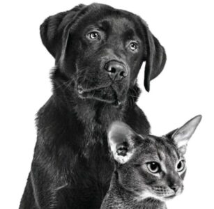 A importância do cuidado gastrointestinal em gatos e cães