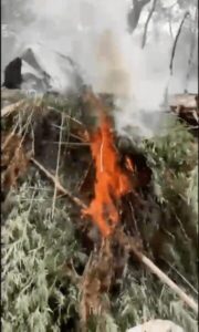 2º BPTur erradica mais de 3.500 pés de maconha “skank” em operação integrada entre Santo Amaro e Barreirinhas