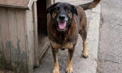 Necessário!!! Bancada animal na Câmara quer CPI sobre morte do cão Orelha