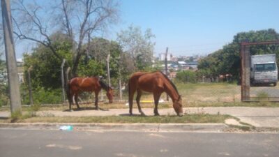 Nova lei em Timon permite leiloar ou doar animais apreendidos
