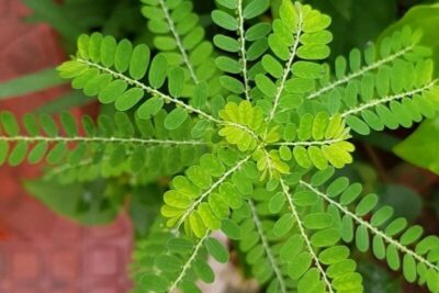 Quebra-pedra deve ser o primeiro fitoterápico do SUS