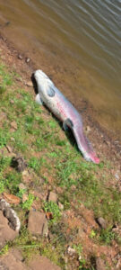 VÍDEO: um enorme peixe de quase 100 quilos é encontrado morto na Lagoa de São Domingos