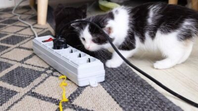 Equatorial Maranhão orienta sobre segurança com energia elétrica para proteger pets em casa