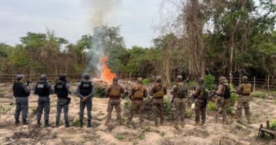 GOE E POLICIAIS MILITARES DESTROEM PLANTAÇÃO DE MACONHA NA ZONA RURAL DE SANTA HELENA