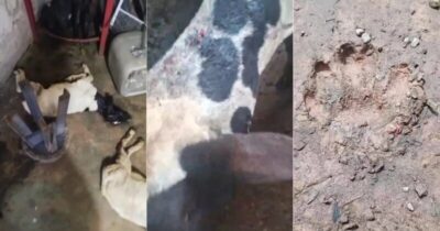 Mais de 40 animais morrem em áreas rurais de Bacabal; suspeita é de ataque de animal selvagem