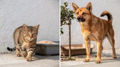 O que faz os gatos esconderem as necessidades e os cães não