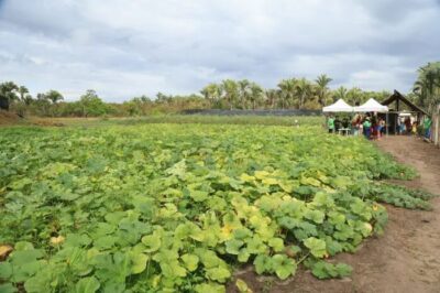 Mutirão Agroflorestal fortalece produção sustentável em Paço do Lumiar