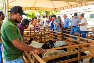 São Mateus se prepara para 3ª Edição da Feira de Animais