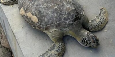 Tartaruga marinha é encontrada morta na Praia do Calhau, em São Luís