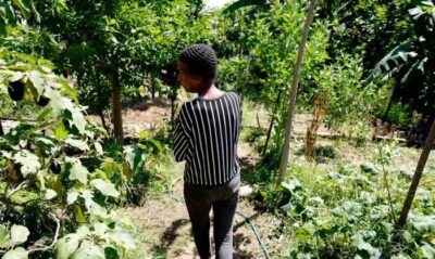 Horta comunitária reúne memória, cuidado e cidadania em favela do Rio