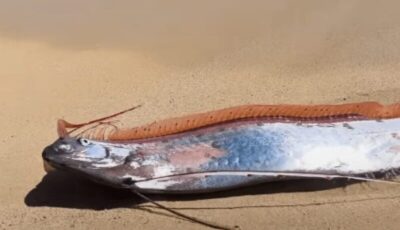 “Peixe do fim do mundo” aparece na areia de praia no México