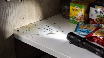 Regra dos 90 dias interrompe ciclo de pragas antes que a infestação comece