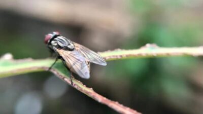 Prefeitura do interior do Maranhão alerta população sobre “virose da mosca”