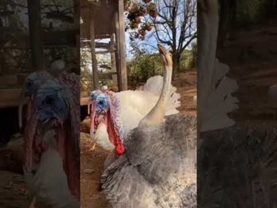 BRAIDE USA PESQUISA INDUZIDA E EMENDAS DE 300 MIL PARA CONTROLAR  A CÂMARA DE VEREADORES QUE GARGAREJA EMBRIAGADA POR DINHEIRO  COMO PERU NA VÉSPERA DO NATAL?