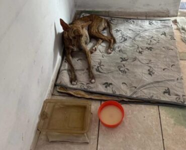 Homem é preso suspeito de abusar sexualmente de cadela em Caxias