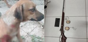 Homem mata cachorro a tiros por causa de ovos de galinha em Bacabal