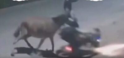 Vídeo: jumento é usado em assalto e vítima é derrubada de moto em Imperatriz