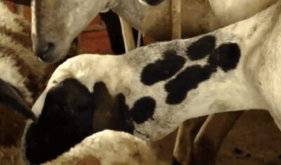 Mais de 40 animais são mortos após ataques em cinco propriedades de Bacabal