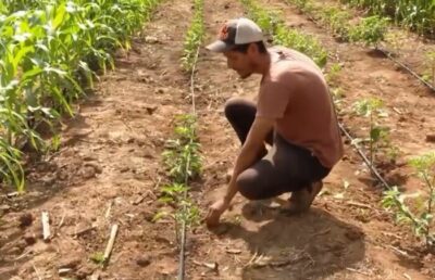 Empreendedor codoense do agronegócio aposta na produção de pimentas e transforma conhecimento em renda no campo