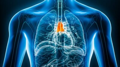 Estudos revelam o papel crucial do timo na vigilância contra o câncer e o envelhecimento