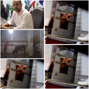 Vídeo: Matadouro em estado crítico expõe descaso da gestão de Edilson da Alvorada em Palmeirândia