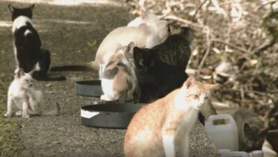 Abandono de gatos na Praça dos Gatos volta a gerar críticas mesmo após decisão judicial