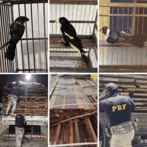 PRF resgata 27 animais silvestres e prende 14 pessoas por crimes ambientais no Maranhão