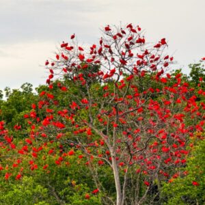 Redescobrindo o Delta do Parnaíba: passeio no Maranhão combina história e lado mais isolado do arquipélago