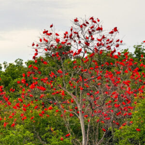 Com 70% do Delta do Parnaíba no Maranhão, roteiro em Tutóia une história e lado mais exclusivo do arquipélago
