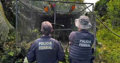 PF mira suspeitos no MA por tráfico de animais silvestres