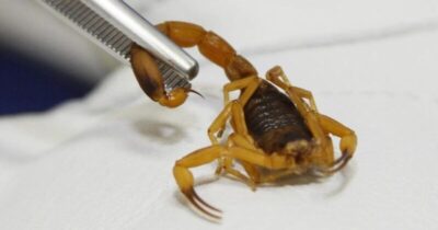 Aparições de animais peçonhentos crescem no Maranhão