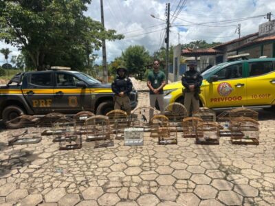 PRF resgata 27 animais silvestres, apreende madeira ilegal e prende 14 pessoas no Maranhão