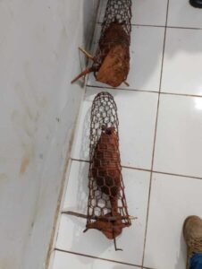 Homens são presos com tatus e tamanduá em Pastos Bons