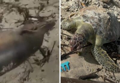 Golfinho e tartaruga marinha são encontrados mortos na Litorânea, em São Luís