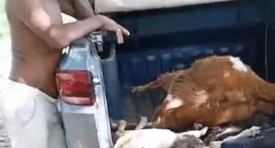 Chupa-cabra? Mistério cerca morte de 16 animais e deixa moradores em alerta em Bacabal