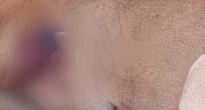 Cães são encontrados esfaqueados na Rua do Campo em Trizidela do Vale