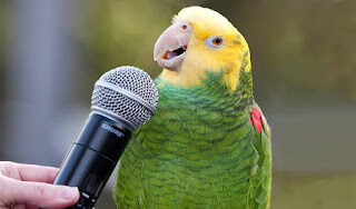 Papagaio falante abriu o bico e Dona Dadá permanece esquecida 🦜