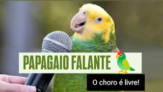 Papagaio falante ainda não aceitou a derrota… 🦜