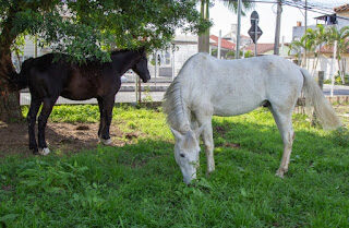 Está em vigor Decreto que dispõe sobre recolhimento de animais soltos em vias públicas de Bacabal
