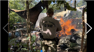 PF destrói cerca de 70 mil pés de maconha em terra indígena no Maranhão