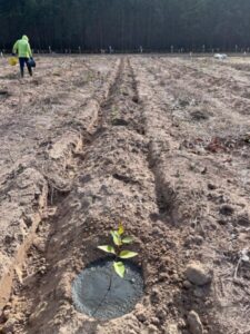 Suzano destaca iniciativa que reutiliza resíduo industrial para redução no consumo de água no processo de irrigação