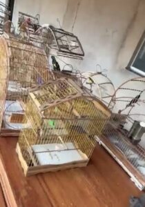 Polícia apreende mais de 30 pássaros silvestres em Bacabal; suspeito foi conduzido