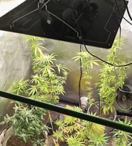 Polícia conduz mulher por cultivar maconha em casa e publicar nas redes sociais