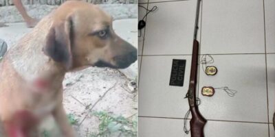 Homem é preso após matar cachorro a tiros na zona rural de Bacabal