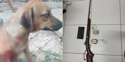 Homem é preso em Bacabal por matar cachorro a tiros na zona rural